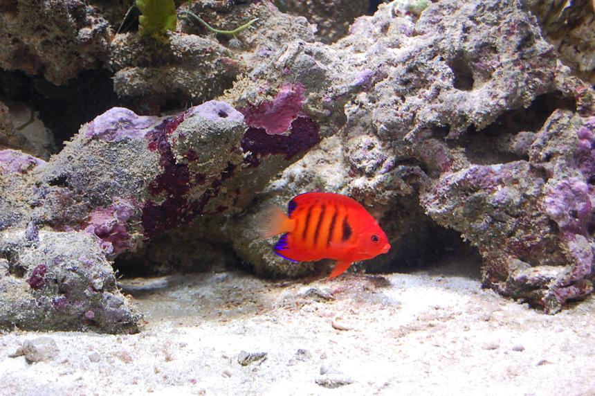 Rated #46: Saltwater Fish - Centropyge Loriculus - Flame Angelfish Stocking In 40 Gallons Tank - My Flame Angel