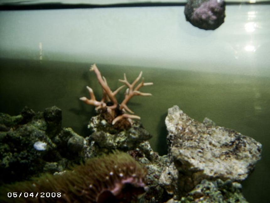 Rated #73: Corals Inverts - Seriatopora Hystrix - Birdsnest Coral Stocking In 48 Gallons Tank - birds nest