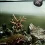 corals inverts - seriatopora hystrix - birdsnest coral stocking in 48 gallons tank - birds nest