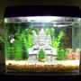 120 gallons freshwater fish tank (mostly fish and non-living decorations) - 12 Gallon Eclipse