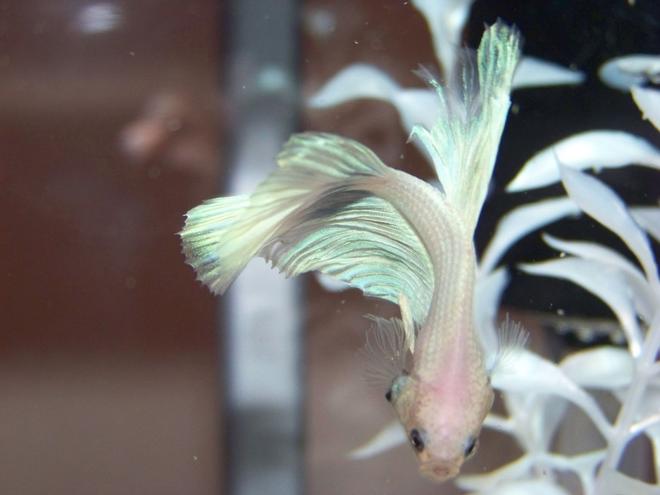 freshwater fish - betta splendens stocking in 120 gallons tank - Awsome shot of one of my Bettas