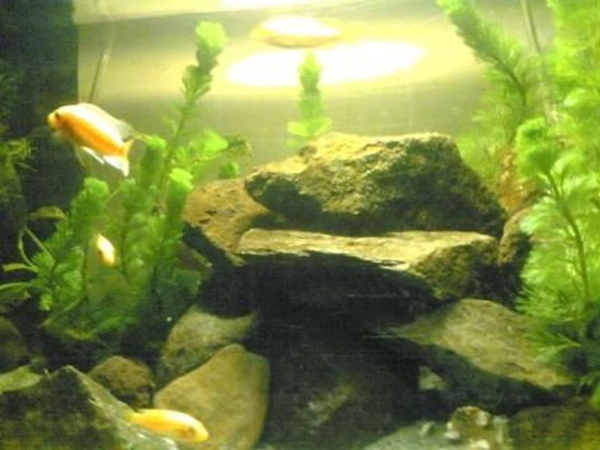 Rated #3132: 50 Gallons Freshwater Fish Tank - my tank