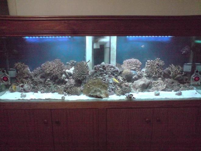125 gallons reef tank (mostly live coral and fish) - tank dimension 183 x 62 x 46.
2 x 3ft T5 triple globe, 4 x 18000k white and 2 x 20000k actinic.
2 x 50cm moonlight.
62cm long x 50cm high x 45cm wide sump powered by a 3000lph eden pump and Resun 2800lph canister filter built in 11w UV light. 2 x Octopus NW 110-6520 protein skimmer. 
300w jager heater. 
6 x 3000lph circulation powerhead.
 
1 Bicolor Blenny
2 Cleaner Wrasse
1 Canary Wrasse
1 Solar Fairy Wrasse
1 Yellowtail Coris Wrasse
2 Pajama Cardinal
1 Royal Grammsa
2 Yellowhead Sleeper Goby
1 Marine Betta
1 Flame Hawkfish
1 Decorated Goby
1 Whitetail Pygmy Angelfish
1 Coral Beauty Angelfish
1 Blueface Angelfish
1 Flame Angel
1 Longnose Butterfly
only bleached corals and 60+ kg liverock.