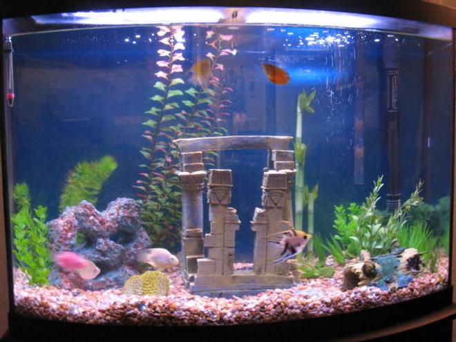 56 gallons freshwater fish tank (mostly fish and non-living decorations) - 36 gallon bowfront tank, my first tank, still learning and have already purchased a 10 gallon for the first fish i bought to go in this one which were glowlights (for my wife) neons and guppys. in this one i have 4 swordtails 6 platys 1 clown loach 6 silver dollars 1 angelfish 2 jellybean parrots 5 hatchetfish 4 pearl danio 2 bolivian ram 1 dojo loach 1 gibecep pleco 1 peacock eel 1 zig zag eel.