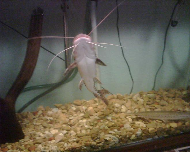 freshwater fish - pseudoplatystoma fasciatum - tiger shovelnose cat stocking in 150 gallons tank - shovel nose cat at 19 1/2 inches long
