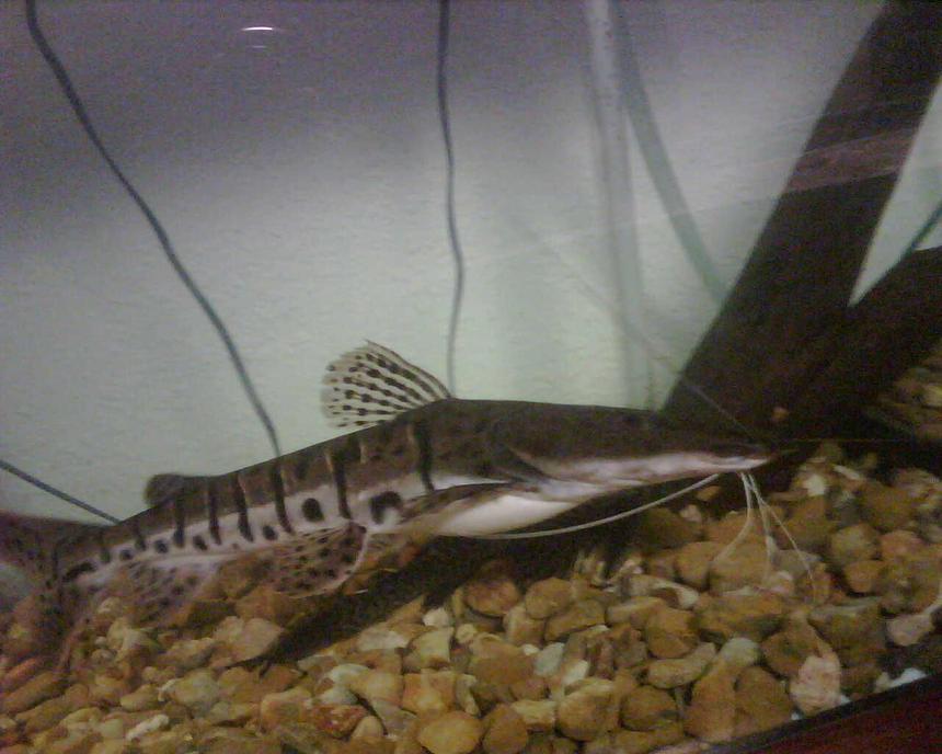 Rated #839: Freshwater Fish - Pseudoplatystoma Fasciatum - Tiger Shovelnose Cat Stocking In 150 Gallons Tank - shovel nose cat