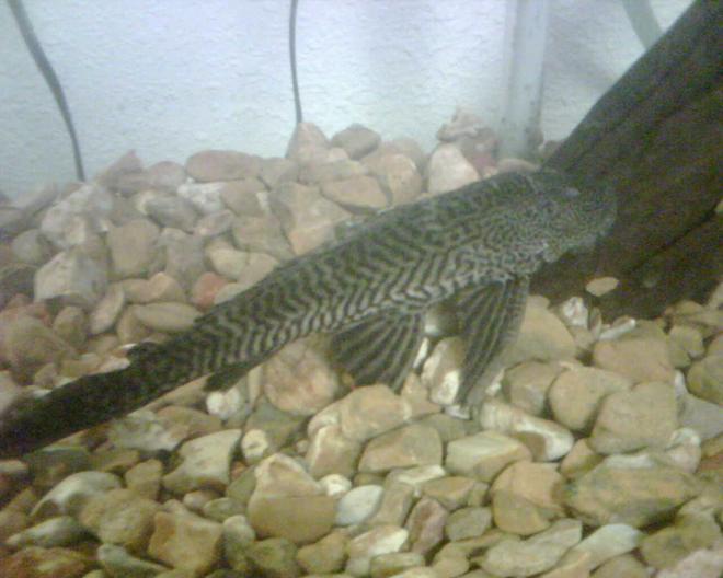 freshwater fish - glyptoperichthys gibbiceps - sailfin pleco (l-83) stocking in 150 gallons tank - 15 inch pleco