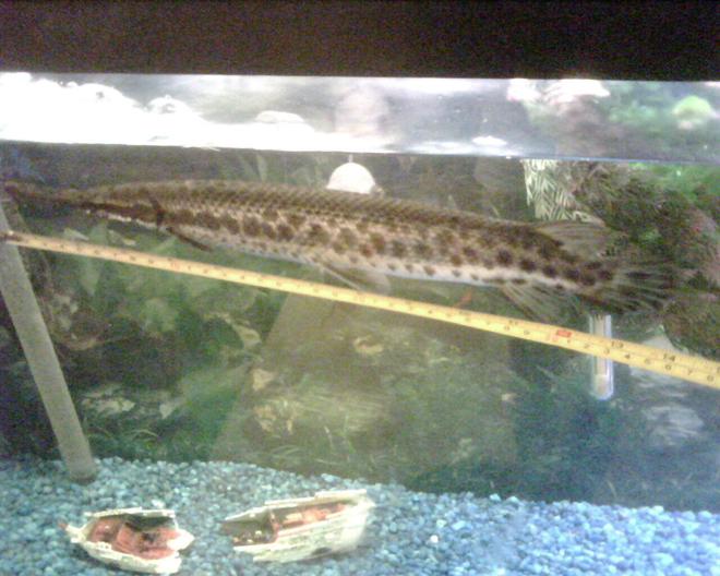 freshwater fish - lepisosteus platyrhincus - gar stocking in 150 gallons tank - florida gar 14 inches