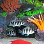 fish tank picture - Burundi frontosa & Yellowtail Acei above
