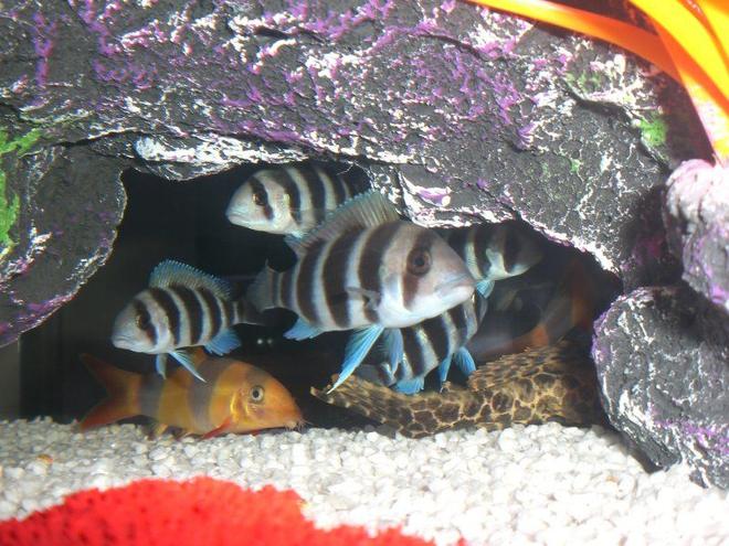 freshwater fish - cyphotilapia frontosa - frontosa cichlid stocking in 23 gallons tank - Burundi frontosa/Clown Loach and the tail of 1 of the 2 Sailfin pleco in here =)