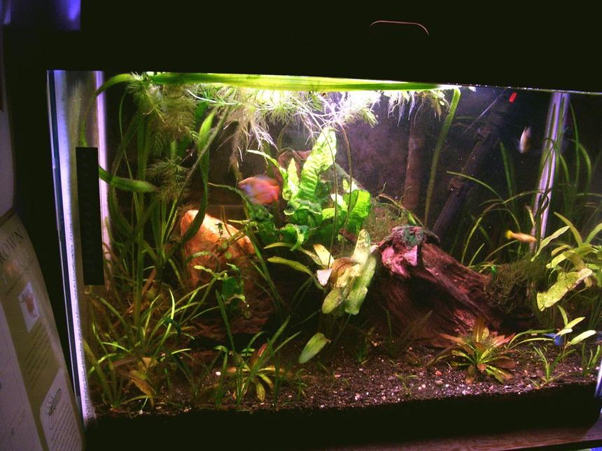 Rated #152: 20 Gallons Planted Tank - This image doesn't do it justice