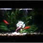 45 gallons planted tank (mostly live plants and fish) - planted start
