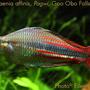 freshwater fish - melanotaenia affinis - new guinea rainbowfish stocking in 75 gallons tank - Melanotaenia affinis (New Guinea rainbowfish) male, var Pawgi, Goo Obo Falls locale, 4" TL, 2 years old.