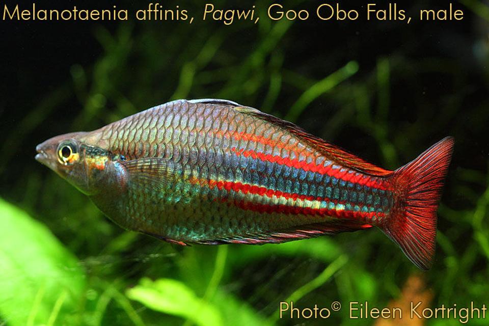 freshwater fish - melanotaenia affinis - new guinea rainbowfish stocking in 75 gallons tank - Melanotaenia affinis (New Guinea rainbowfish) male, var Pawgi, Goo Obo Falls locale, 4" TL, 2 years old.
