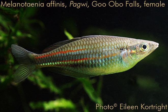 freshwater fish - new guinea rainbowfish - melanotaenia affinis stocking in 75 gallons tank - Melanotaenia affinis (New Guinea rainbowfish) female, var Pawgi, Goo Obo Falls locale, 3.5" TL, 2 years old.