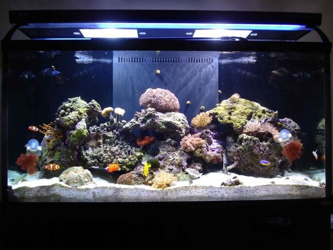 90 gallons saltwater fish tank (mostly fish, little/no live coral) - 90 Gallon Tech Tank 2007