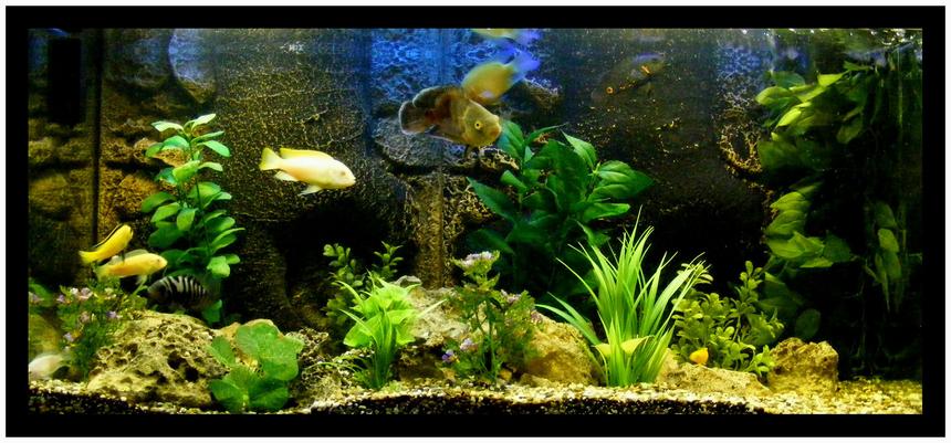 Rated #31: 50 Gallons Freshwater Fish Tank - this tank is 2 years old, it went under many changes until i have decided to turn it into a cichlid tank. I used limestone rocks from a beach in Ayia Napa for those of you who know cyprus. The plants are plastic as I do not have the time to keep live plants. The gravel is also from a beach and the background is from exo terra and it's really beautiful for this aquarium. I hope my cichlids are happy!