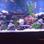 55 gallons freshwater fish tank (mostly fish and non-living decorations) - my fishies
