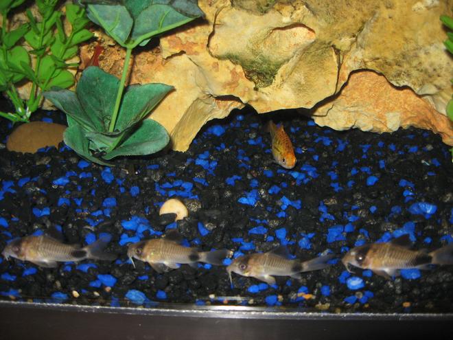 freshwater fish - corydoras panda - panda cory cat stocking in 55 gallons tank - My pandas out for a stroll with the golden barb watching,
Name: Corydoras panda,
Origin: Amazon,
Tank: 20gl long,
Friends: Cherry barbs, golden barbs,roseline shark, zebra botias, and pitbull pleco