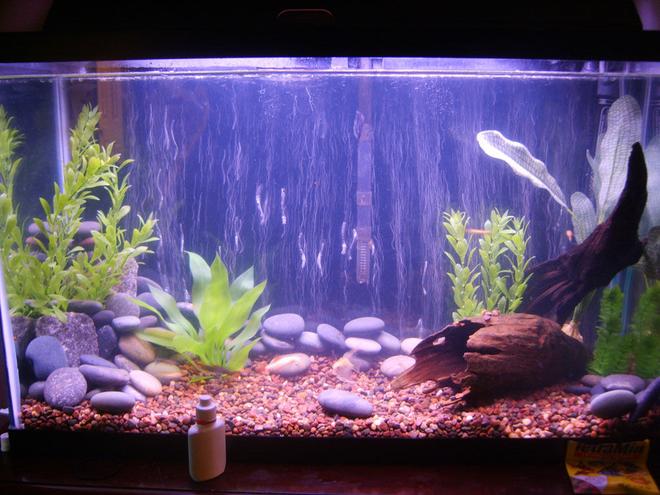 29 gallons freshwater fish tank (mostly fish and non-living decorations) - 29 gallon. cycled. just started adding fish about two weeks ago. Adding fish slowly. So far: 2 angelfish, guppies (temporary), a rainbow shark, and an albino rainbow shark.