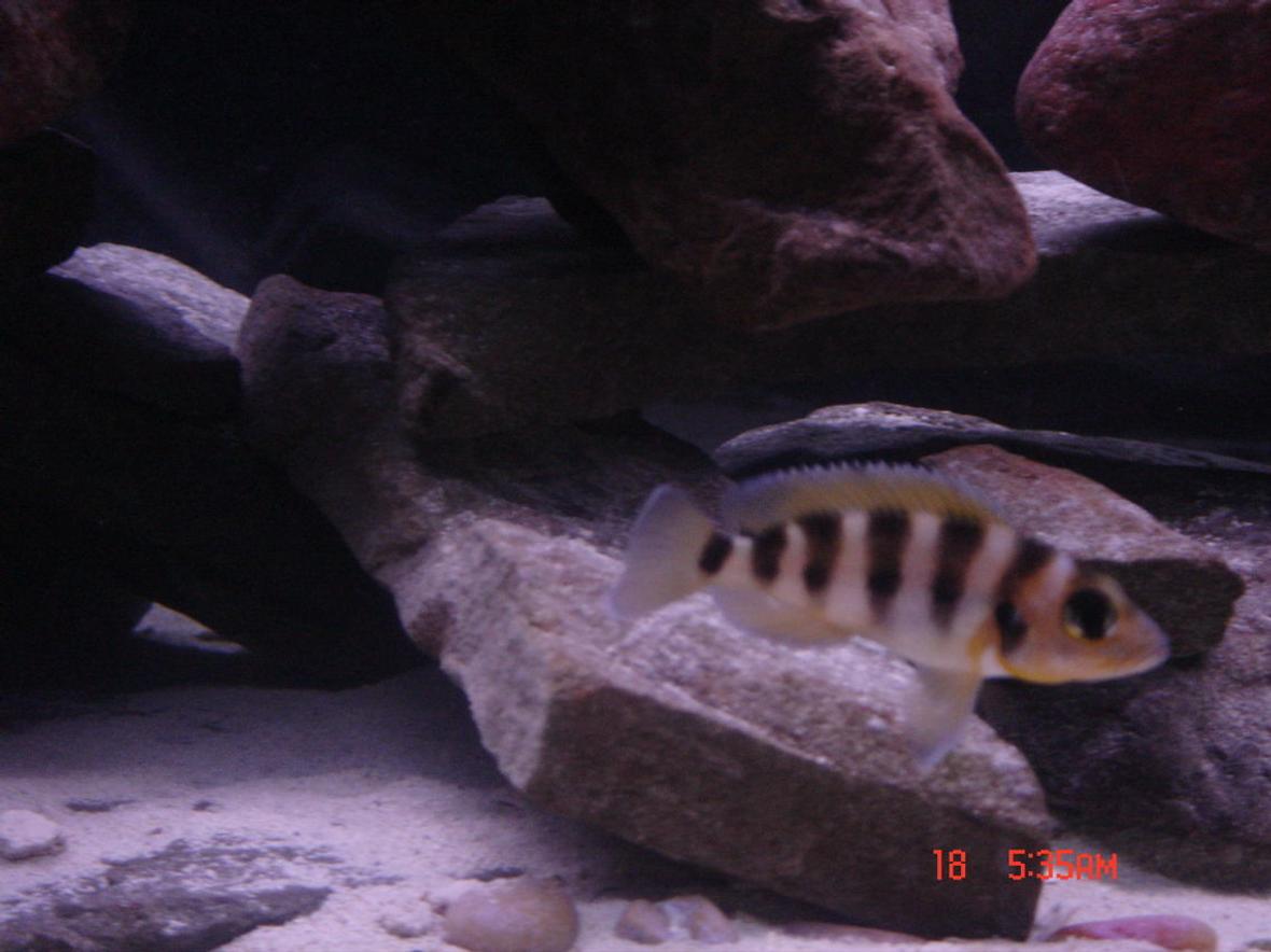 freshwater fish - neolamprologus sexfasciatus - gold sexfasciatus cichlid stocking in 125 gallons tank - Gold Sexfasciatus Cichlid