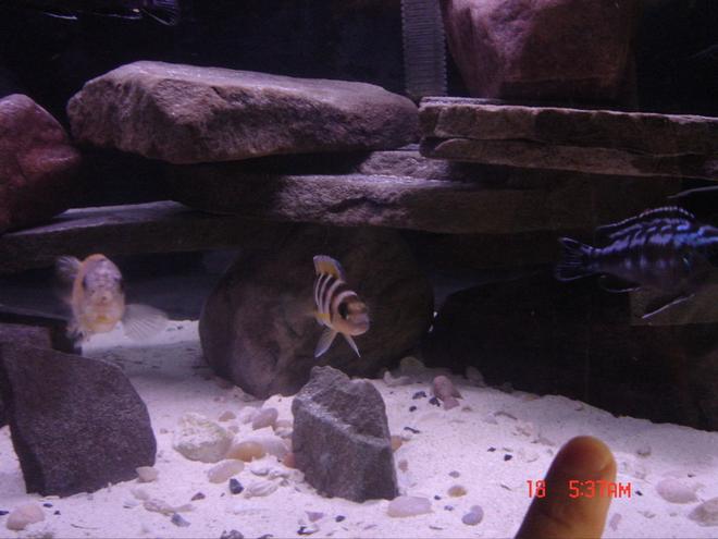 freshwater fish - neolamprologus sexfasciatus - gold sexfasciatus cichlid stocking in 125 gallons tank - Gold Sexfasciatus Cichlid