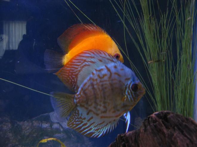 freshwater fish - symphysodon sp. - yellow marlboro discus stocking in 38 gallons tank - Discus
My 38 Gallon Aquarium, 3 Discus, 6 Tiger Barbs, 3 Chinese Algae Eaters, one Gold Nugget Pleco, and a Gold Chinese Algae Eater. I'm using a Marineland C-Series Multi Stage Canister Filter C-220, the best fiter out there. I personaly think this filter is better then the Eheim, because it allows no bypass, it forces the water through the filter media trays and not around them, all the other canisters allow 40% to 60%.