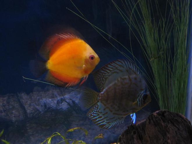 freshwater fish - symphysodon sp. - yellow marlboro discus stocking in 38 gallons tank - Discus
My 38 Gallon Aquarium, 3 Discus, 6 Tiger Barbs, 3 Chinese Algae Eaters, one Gold Nugget Pleco, and a Gold Chinese Algae Eater. I'm using a Marineland C-Series Multi Stage Canister Filter C-220, the best fiter out there. I personaly think this filter is better then the Eheim, because it allows no bypass, it forces the water through the filter media trays and not around them, all the other canisters allow 40% to 60%.