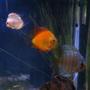 freshwater fish - symphysodon sp. - yellow marlboro discus stocking in 38 gallons tank - Discus My 38 Gallon Aquarium, 3 Discus, 6 Tiger Barbs, 3 Chinese Algae Eaters, one Gold Nugget Pleco, and a Gold Chinese Algae Eater. I'm using a Marineland C-Series Multi Stage Canister Filter C-220, the best fiter out there. I personaly think this filter is better then the Eheim, because it allows no bypass, it forces the water through the filter media trays and not around them, all the other canisters allow 40% to 60%.