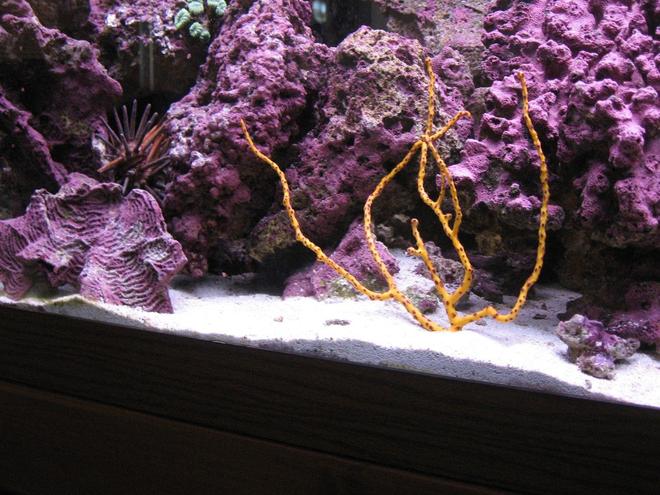 corals inverts - diodogorgia nodulifera - yellow finger gorgonian stocking in 125 gallons tank - Indo-Pacific Sea Urchin & Yellow Sea Fan