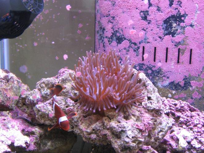 corals inverts - entacmaea quadricolor - rose anemone stocking in 125 gallons tank - Bubble Tip and Maroon Clown