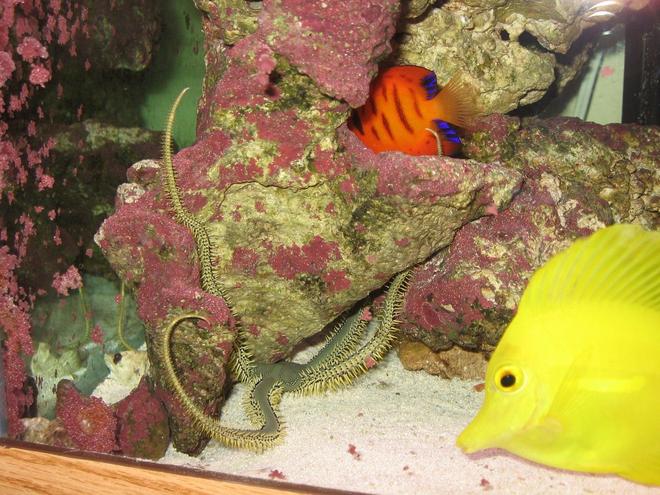 saltwater fish - zebrasoma flavescens - yellow tang - hawaii stocking in 125 gallons tank - Green Serpent Starfish, Yellow Tand, and Flame Angel