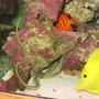 saltwater fish - zebrasoma flavescens - yellow tang - hawaii stocking in 125 gallons tank - Green Serpent Starfish, Yellow Tand, and Flame Angel