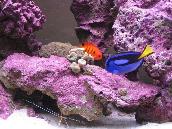 saltwater fish - paracanthurus hepatus - blue tang stocking in 125 gallons tank - Flame Angel, Blue Tang, Skunk Cleaner, and Trumpet Coral.  Deep purple coralline!