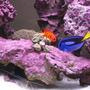 saltwater fish - paracanthurus hepatus - blue tang stocking in 125 gallons tank - Flame Angel, Blue Tang, Skunk Cleaner, and Trumpet Coral. Deep purple coralline!