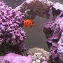 saltwater fish - centropyge loriculus - flame angelfish stocking in 125 gallons tank - Flame Angel