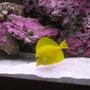 saltwater fish - zebrasoma flavescens - yellow tang - hawaii stocking in 125 gallons tank - Yellow Tang