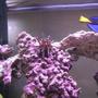corals inverts - eucidaris tribuloides - pencil urchin stocking in 125 gallons tank - Pencil Urchin