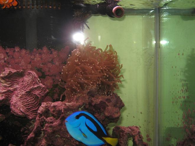corals inverts - euphyllia glabrescens - torch coral stocking in 125 gallons tank - Blue Tang and Torch Coral