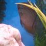 freshwater fish - heros serverus - green severum stocking in 55 gallons tank - my juvenile turquoise severum