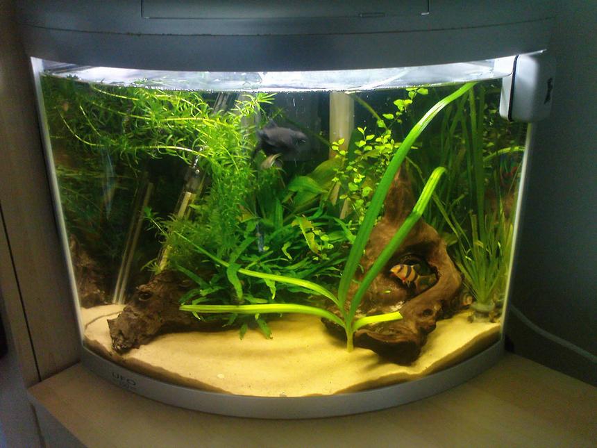 Rated #132: 8 Gallons Planted Tank - .