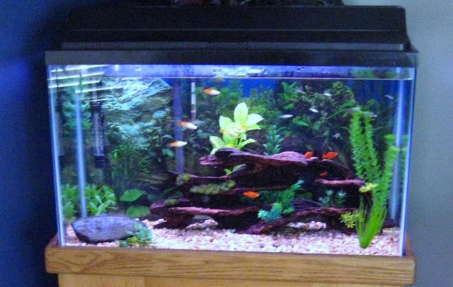 29 gallons freshwater fish tank (mostly fish and non-living decorations) - My 29 gallon tank. Contains: 3 platies, 4 zebra danios, 2 lemon tetras.