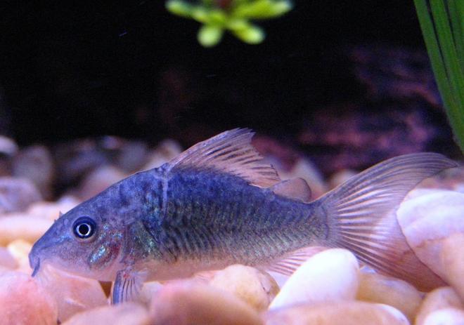 freshwater fish - brochis splendens - emerald green cory cat stocking in 29 gallons tank - One of my Emerald Cory Catfish resting on the bottom.