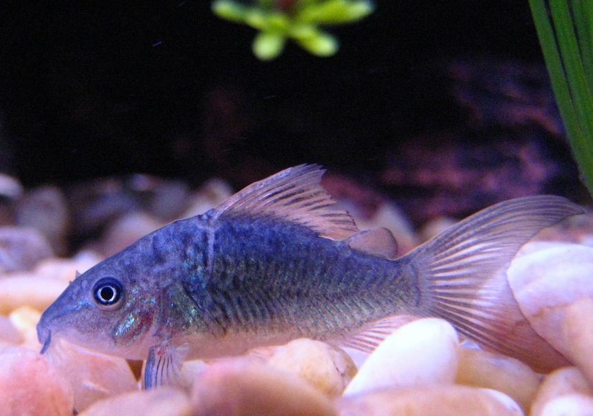 Rated #84: Freshwater Fish - Brochis Splendens - Emerald Green Cory Cat Stocking In 29 Gallons Tank - One of my Emerald Cory Catfish resting on the bottom.