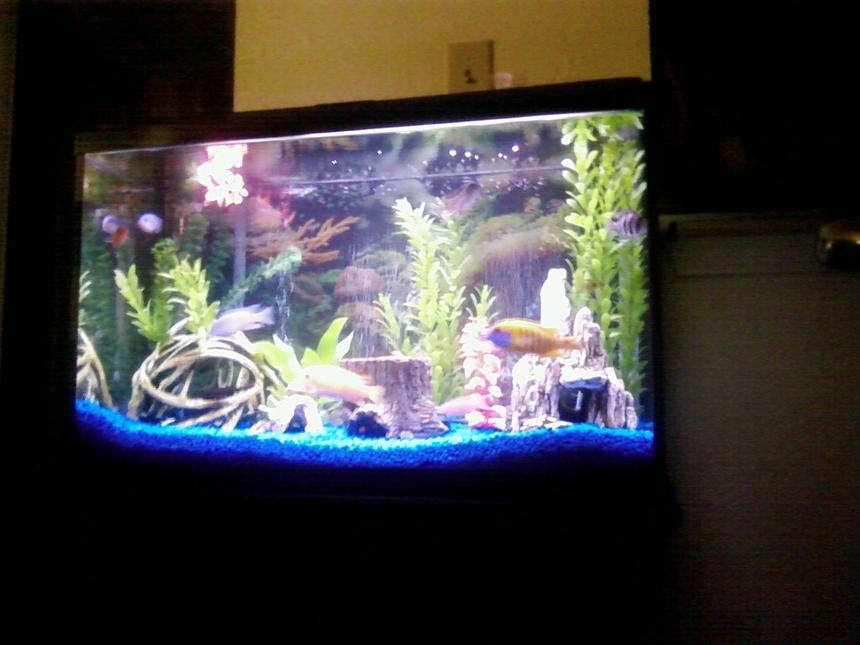 Rated #3457: 29 Gallons Freshwater Fish Tank - View of whole tank and stand.