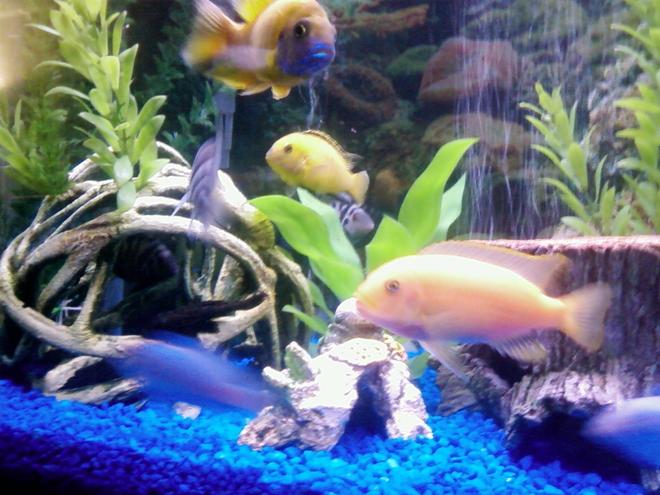 freshwater fish - labidochromis caeruleus - electric yellow cichlid stocking in 29 gallons tank - Red Zebra, Electric yellow, Peacock, These are the big boys of the tank,