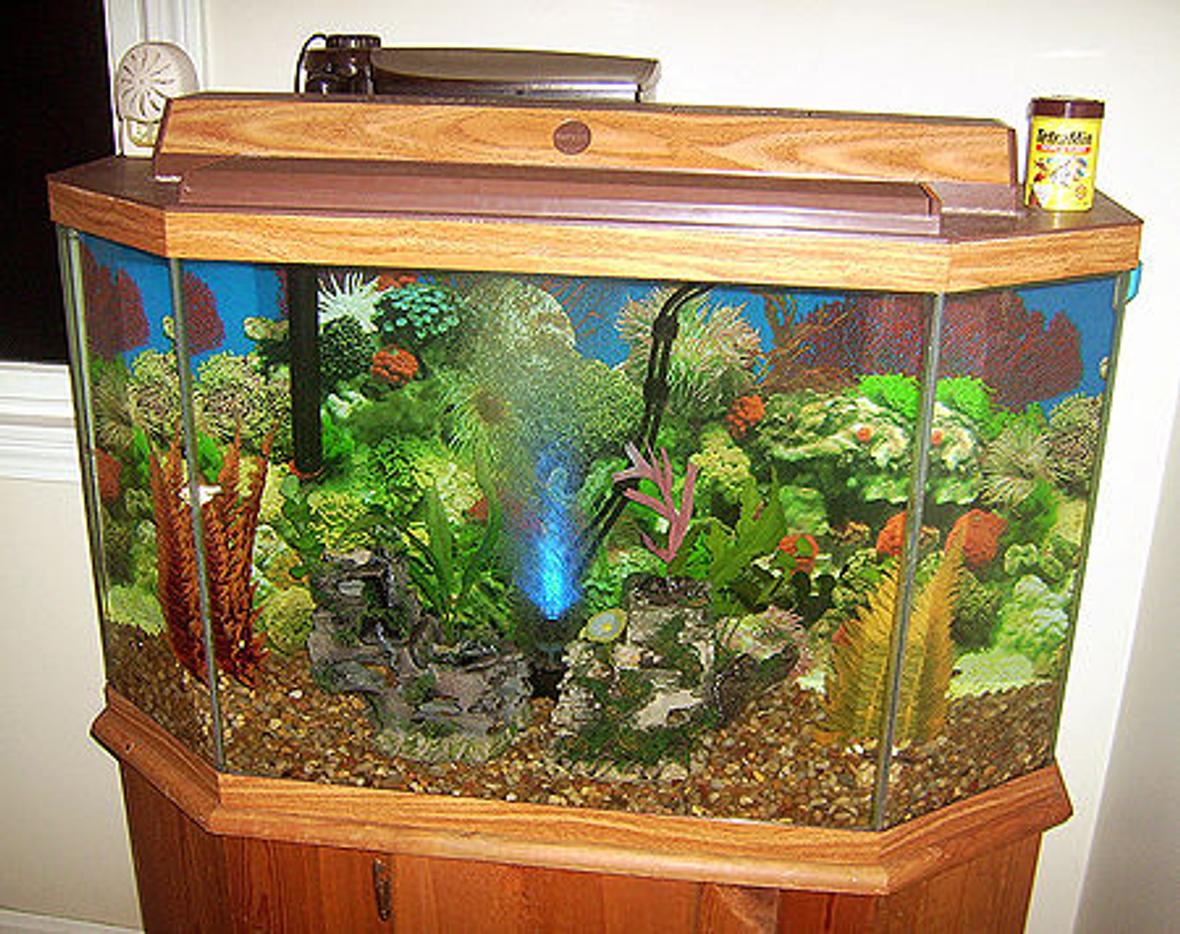 fish tank picture - another pic