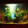 fish tank picture - Cost was $99.83 exluding tank and filter. (including 6 fish)