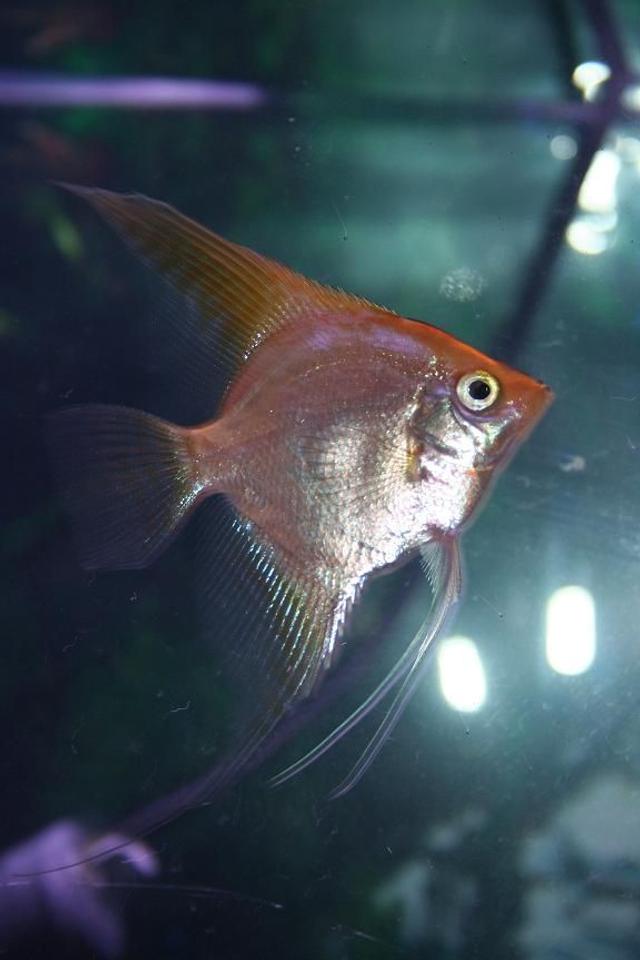 freshwater fish - pterophyllum sp. - gold veil angel stocking in 55 gallons tank - Angelfish