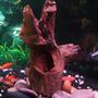 freshwater fish - xiphophorus helleri - red wag swordtail stocking in 55 gallons tank - Part of my 55